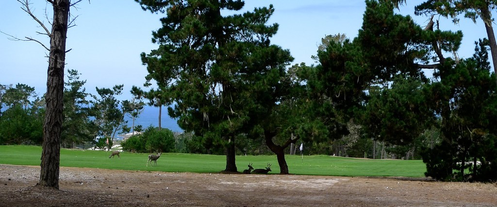 Deer beside a green at Spyglass Hill, framed by Monterey pines with the Pacific Ocean beyond, in Pebble Beach, California